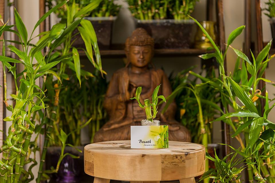 Lucky Bamboos precio